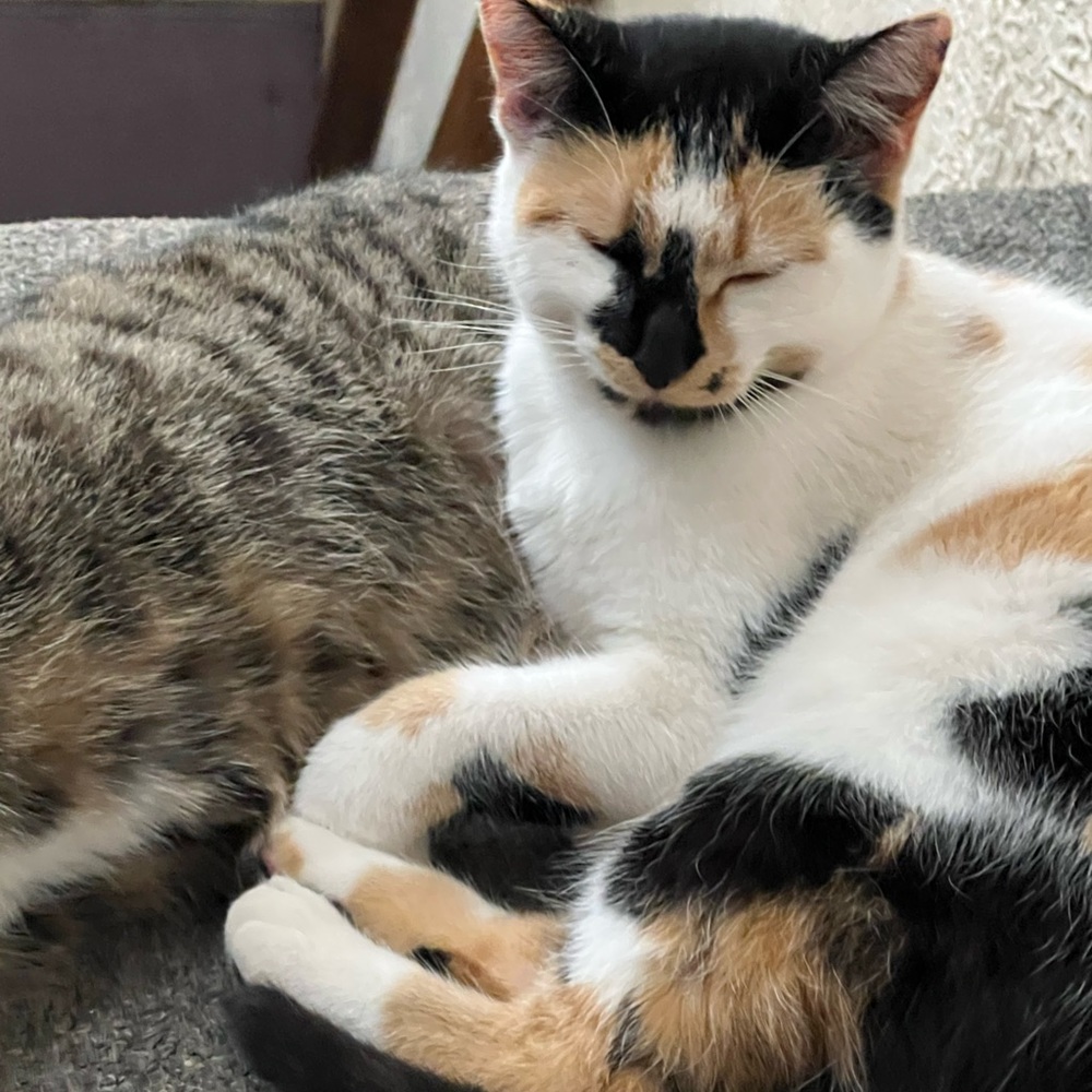 Meet your Posher, The sneaky snaky dumpster